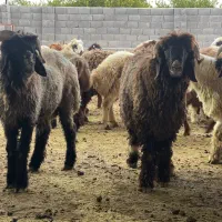 بره چاق و داشتی