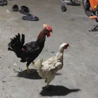 یک جفت مرغ و خروس عربی در ماهشهر