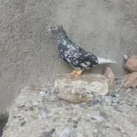 کبوتر
