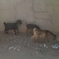 ۳۶۰|حیوانات مزرعه|خاش, |دیوار