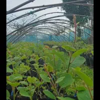 نهال کیوی قلم شده از کوچک تابزرگ زیرقیمت تعدادبالا