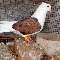 دو بال عتیقه