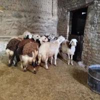 بره قورچ تخمی