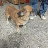 گم شده ...پیدا شده پیش منه|سگ|همدان, |دیوار