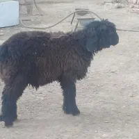 بره داشتی فروشی