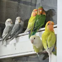 طوطی برزیلی|پرنده|لنجان, |دیوار