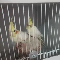 عروس هلندی قیمت مناسب|پرنده|فومن, |دیوار