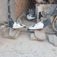 کبوتر سینه سیاه|پرنده|مرودشت, ژیان|دیوار