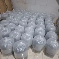 بچه ماهی‌ شیلاتی