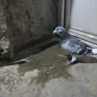 کبوتر|پرنده|گرگان, |دیوار