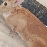 خرگوش نر و ماده