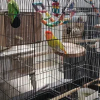 طوطی برزیلی|پرنده|ری, سیزده آبان|دیوار