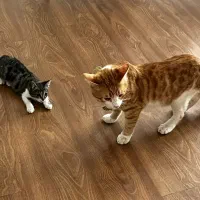 حیوانات گمشده|حیوانات|بجنورد, |دیوار