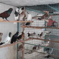 انواع کبوتر طوقی سرور و زاق و پرستویی و...