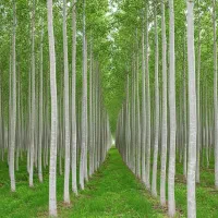 گزینه‌ای مطمئن برای کشت چوب