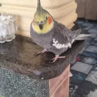 عروس هلندی|پرنده|جوین, |دیوار