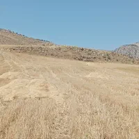 کاه گندم تمیز