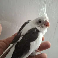 فروش عروس هلندی|پرنده|پاکدشت, پاکدشت (مامازند)|دیوار