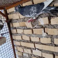سراه خرمشهر کوی مندلی