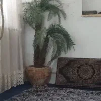 درختچه مصنوعی ومیز غذاخوری
