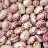 لوبیا چیتی درجه ۱