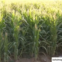 فروش ذرت علوفه ای