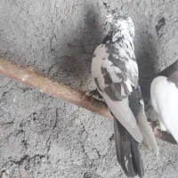 پرنده طوقی|حراج|داران, |دیوار