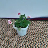 گل خانگی|گل و گیاه طبیعی|اردبیل, |دیوار
