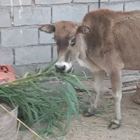 عبودی|حیوانات مزرعه|شادگان, |دیوار