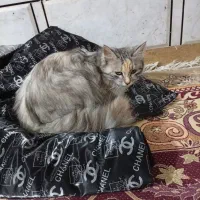 واگذار ی رایگان فوری