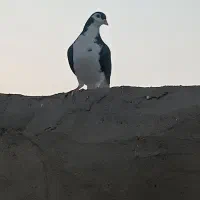 پشتی کاکلی|پرنده|خواف, |دیوار