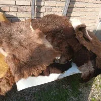 پوست گوسفند