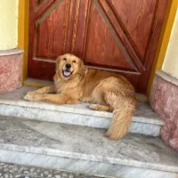 سگ گلدن رتریور