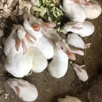 خرگوش