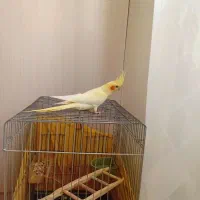 عروس هلندی لوتینوزعفرانی کینگ سایز|پرنده|قدس, شهرقدس|دیوار