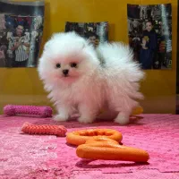 پامرانین خرسی بوفیس اصیل