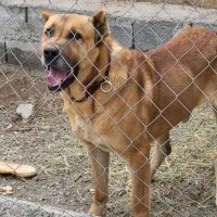 سگ سرابی|سگ|مرند, |دیوار