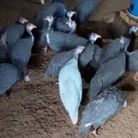 مرغ روسی(شاخدار)|حیوانات مزرعه|رودسر, |دیوار