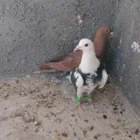 کفتر