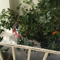 گل زینتی و سالم به فروش میرسد
