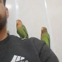 یک جفت طوطی برزیلی نژادار دستی