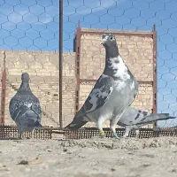 کبوتر گمشده