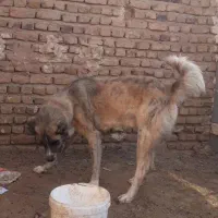 واگذاری سگ|سگ|نصر آباد, |دیوار