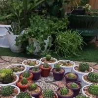 فروش گل طبیعی کاکتوس|گل و گیاه طبیعی|شیراز, رکن‌آباد|دیوار