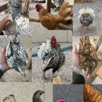 تخم عروس هلندی تخم مرغ نطفه دار مرغ های تزئینی