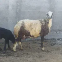 گوسفند پلنگی