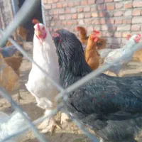 خروس برای کشتار|حیوانات مزرعه|میانه, |دیوار