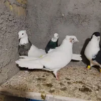 کبوتر رنگی|پرنده|بوئین زهرا, |دیوار