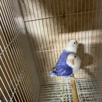 عروس هلندی کوتوله برزیلی