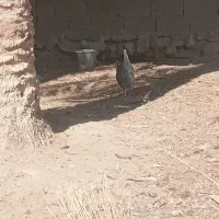 مرغ محلی طوسی|حیوانات مزرعه|برازجان, |دیوار